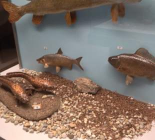 Natur- und Jagdmuseum