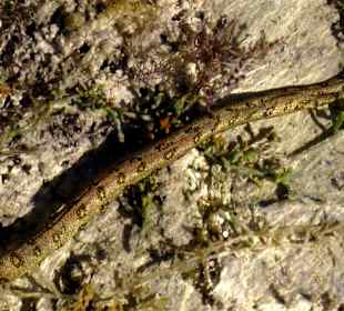 Vom Steg aus beobachtet