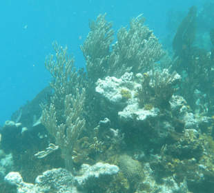 Korallenriff