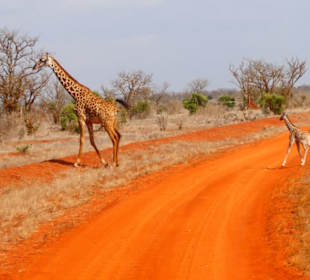 Rote Erde und Giraffenmama mit Kind - perfekt!