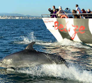 Dolphin Safari and Caves