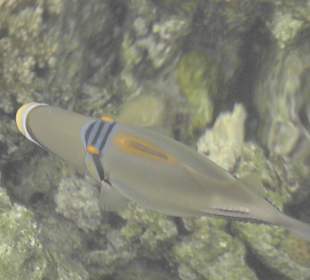 Picasso-Drücker in Stegnähe