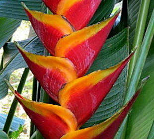 Ungewöhnliche Blütenform