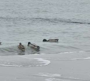 Enten in der Ostssee