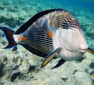 Riff vorm Makadi Palace