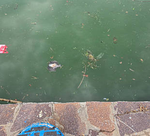 Große Fische im Hafen