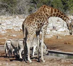 Etosha Nationalpark