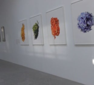 Real Jardín Botánico de Madrid