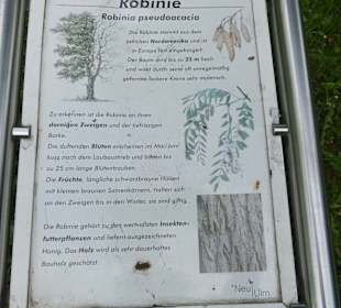 Robinie