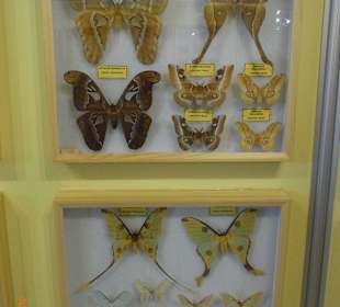 Afrikanische und asiatische Schmetterlinge 