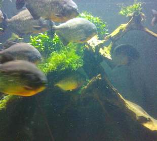 Warszawskie ZOO latem.