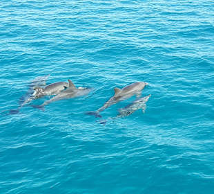 Delfine live & hautnah 