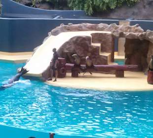 Pokaz lwów morskich