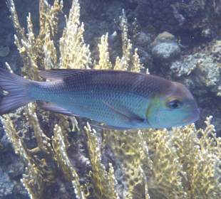 Schnorcheln Brayka Bay Marsa Alam