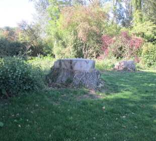 Uferpromenade Pappelstümpfe