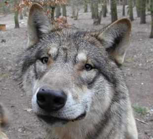 Wolf im Güstrower Wildpark-MV