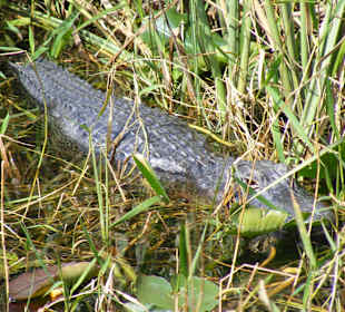 Miami Landgang Everglades