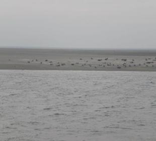 Seehundbank Tegeler Plate