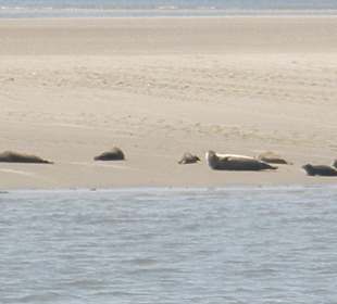 Seehunde auf der Seehundsbank vor Büsum