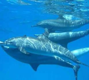 Delfin- und Schnorcheltour buchbar bei Ammar 