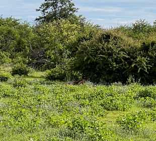 Etosha Park Natur 