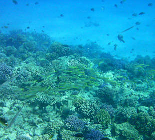 Rafa koralowa hotelu Sonesta Pharaoh Beach Resort