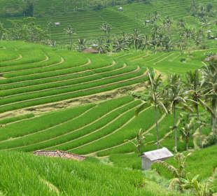 Reisterrassen