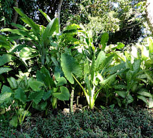 Impressionen aus dem Jardin Botanique de Deshaies