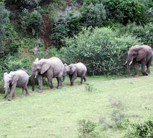 Game-Drive