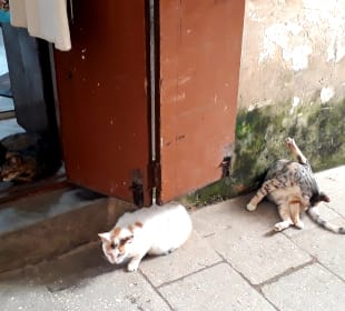 Stadtrundgang Stone Town