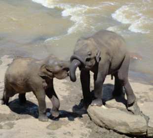 Elefantenwaisenhaus Pinnawela