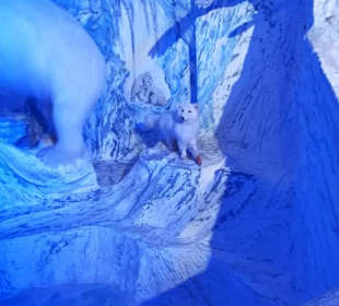 Alpen Wildpark Feld am See