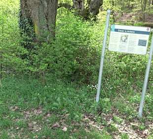 Walderlebnisweg Rottenburg