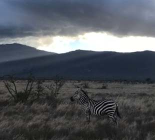 Zebra bei Dämmerung 