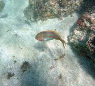 Fisch