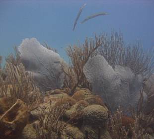 Tauchbase Merlin Sosua Taucherlebnisse