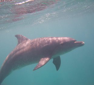 Schnorcheln mit Delphinen
