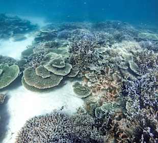 Schnorcheln Belle Mare