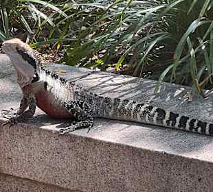 Impressionen aus dem chinesischen Garten