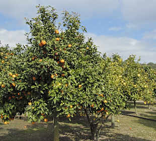 Obstgarten