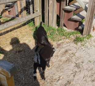 Maislabyrinth Südlohn 