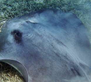 Stachelrochen vor dem Außenriff