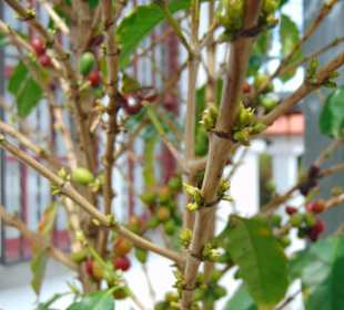 Stadtrundgang San José