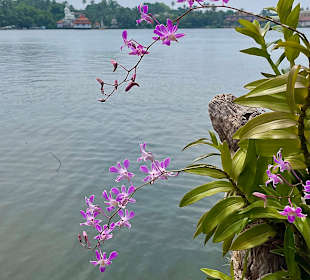 Bentota Fluss- und Mangroven Tour