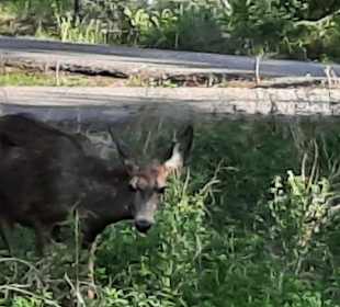 ...die Tiere kommen bis ans Zelt
