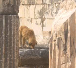 Heutiger Stadtbewohner