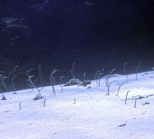 Nurkowanie w Sharm el Sheikh - podwodne życie