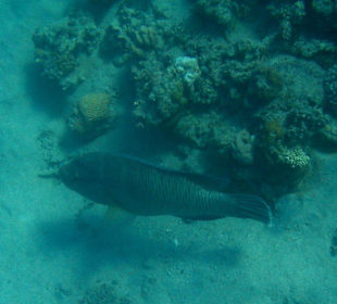 Napoleon am Hausriff