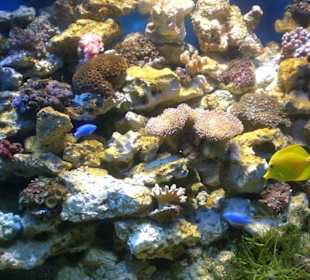 Bunte Fische und Korallen