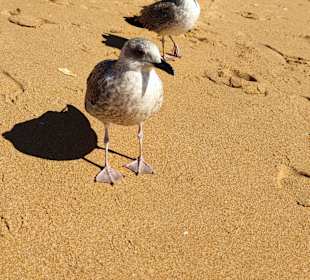 Praia de Nossa Senhora da Rocha